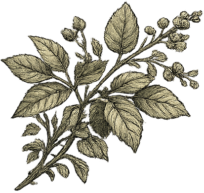 Decorative leaves